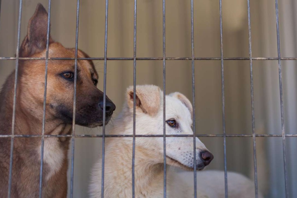 The ban on euthanising animals in shelters came after a vet killed herself apparently distraught over putting animals down. Photo: Xinhua