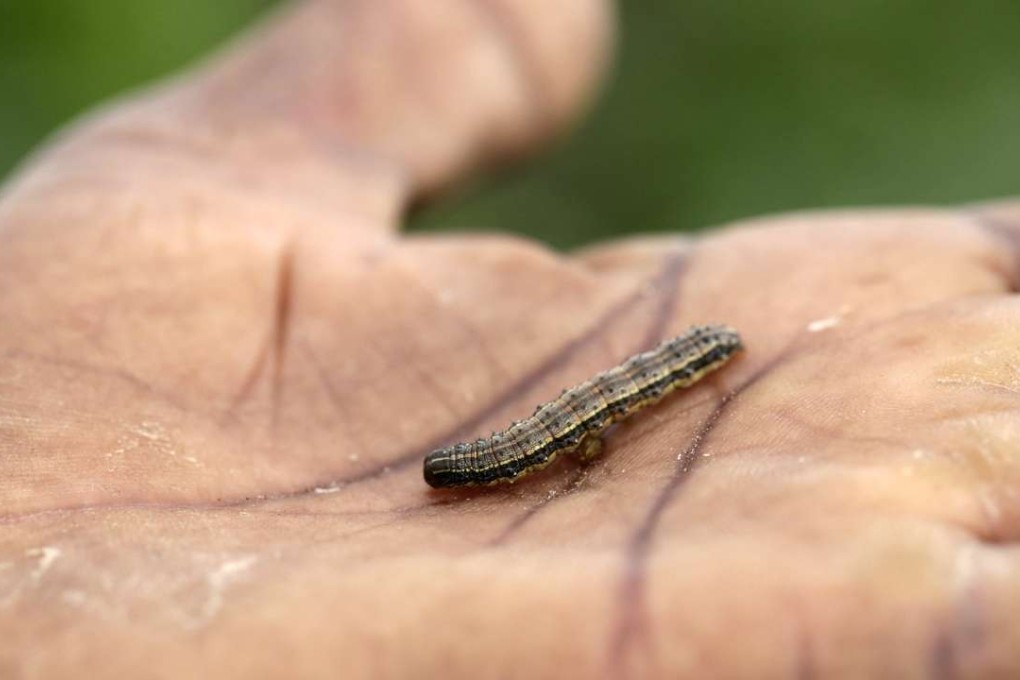 An armyworm in Barnabas Mabhena's hand that has damaged his maize crop at his field in rural Bubi, in Matabeleland North, Zimbabwe. Photo: EPA