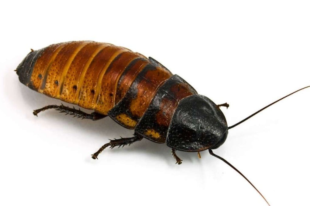 A Madagascar hissing cockroach. Photo: Shutterstock