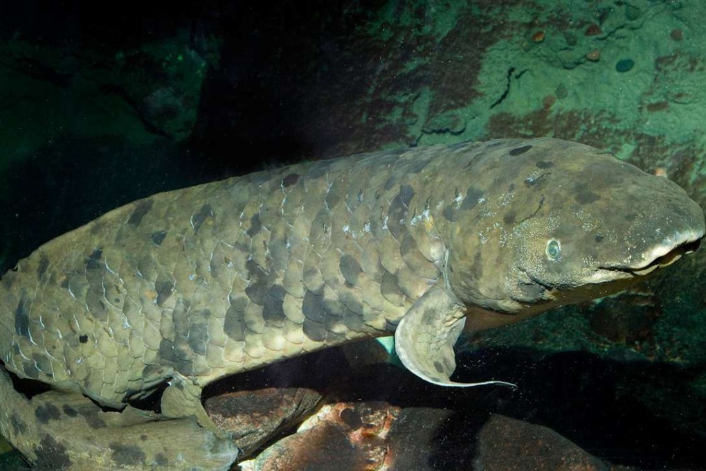 Granddad, an Australian lungfish acquired by the Shedd Aquarium in Chicago in 1933, has died at the age of almost 100. Photo: Reuters