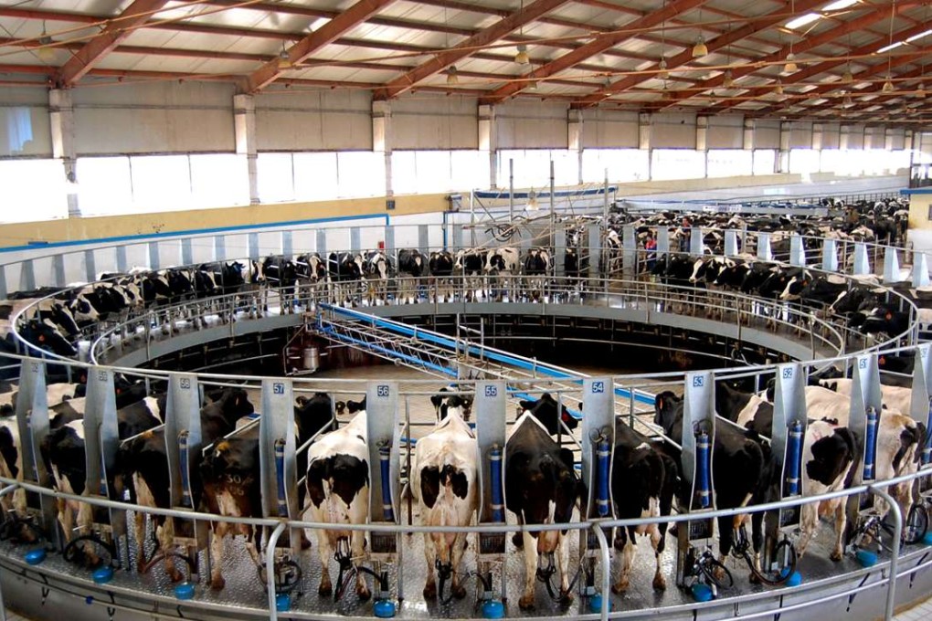 Cows are milked by machine at a milking station in a dairy farm in Hohhot, in north China's Inner Mongolia. Photo: AFP