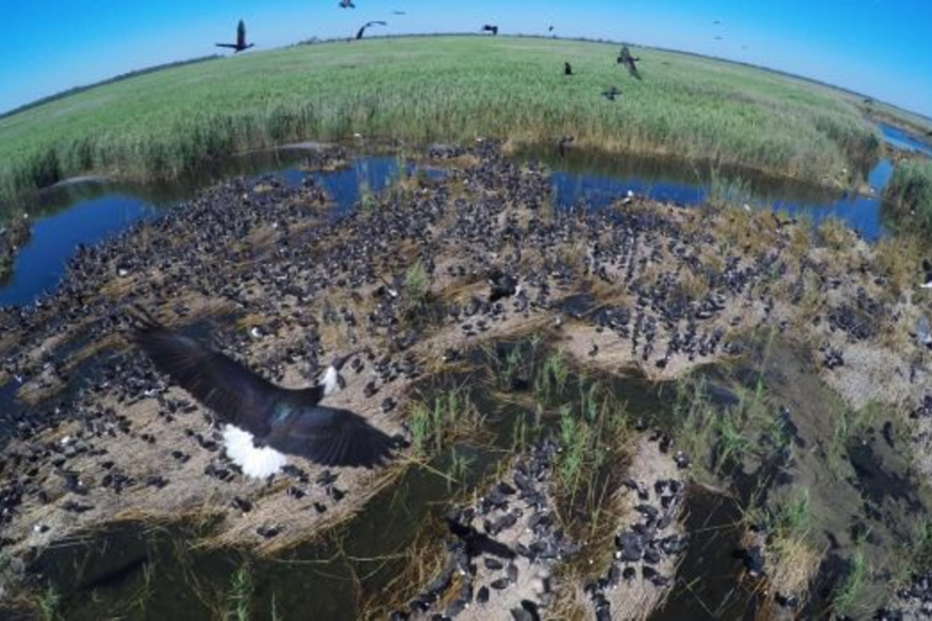 Drone-mounted cameras make it easier to capture images in difficult locations, like this ibis colony. Photo: Nick Moir/Fairfax