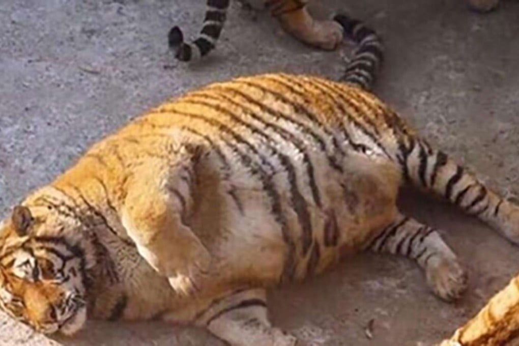 Photographs of tubby Siberian tigers at a zoo in China have gone viral online. Photo: Handout