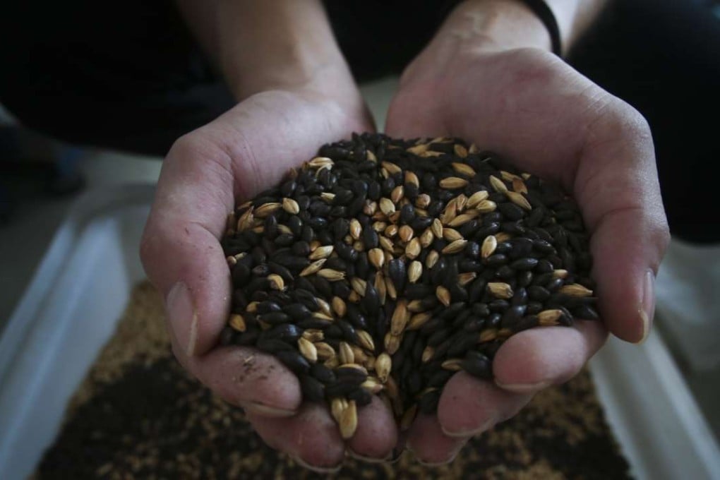 Ancient Chinese made beer was primarily with cereal grains, including millet and barley. Photo: May Tse