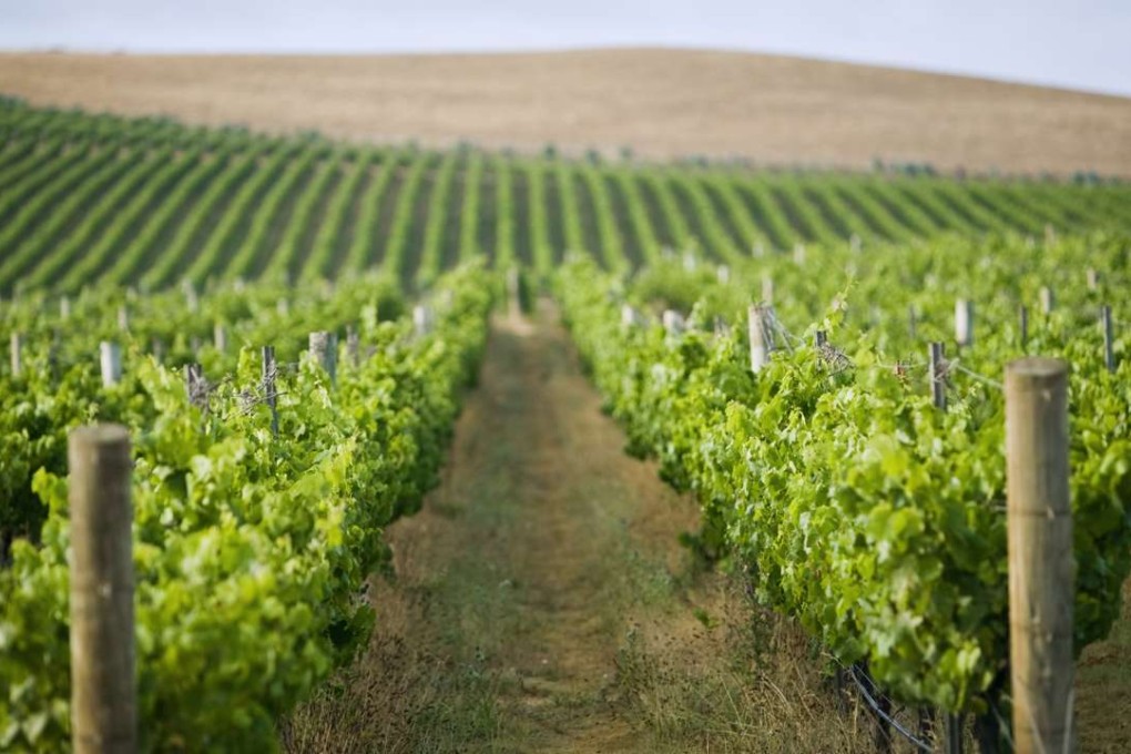 An Australian vineyard in Tasmania. Photo: Corbis