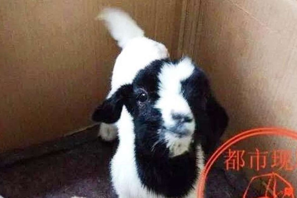 For now, the young goat’s home is the police station. Photo: Handout