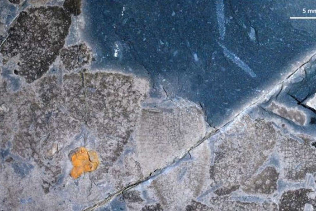 Sponge fossils dating 444 million years taken from the Anji site off Zhejiang province in east China. Photo: Handout