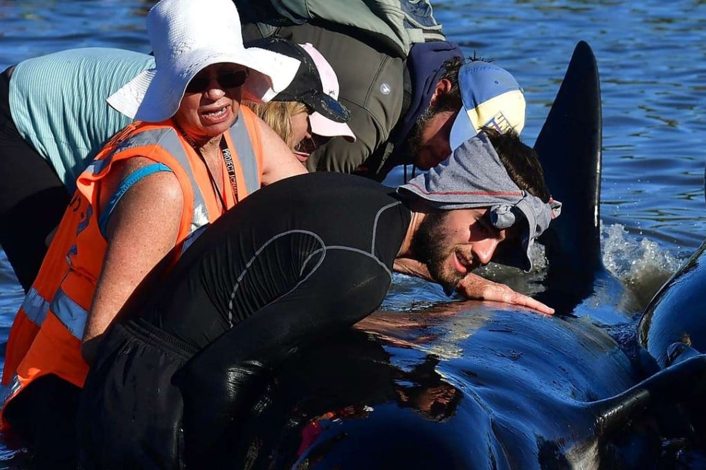 Volunteers caring for pilot whales. Photo: AFP