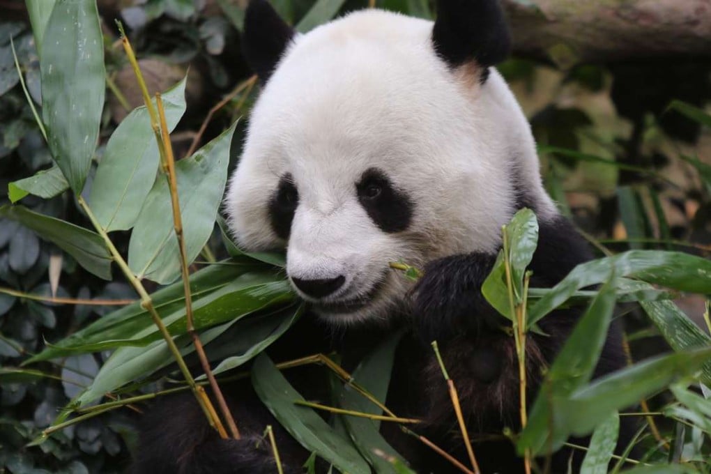 Ocean Park’s giant panda Le Le. Photo: Xiaomei Chen