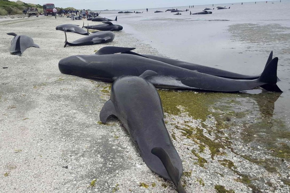 Pilot whales which beached themselves at Farewell Spit. Photo: AFP