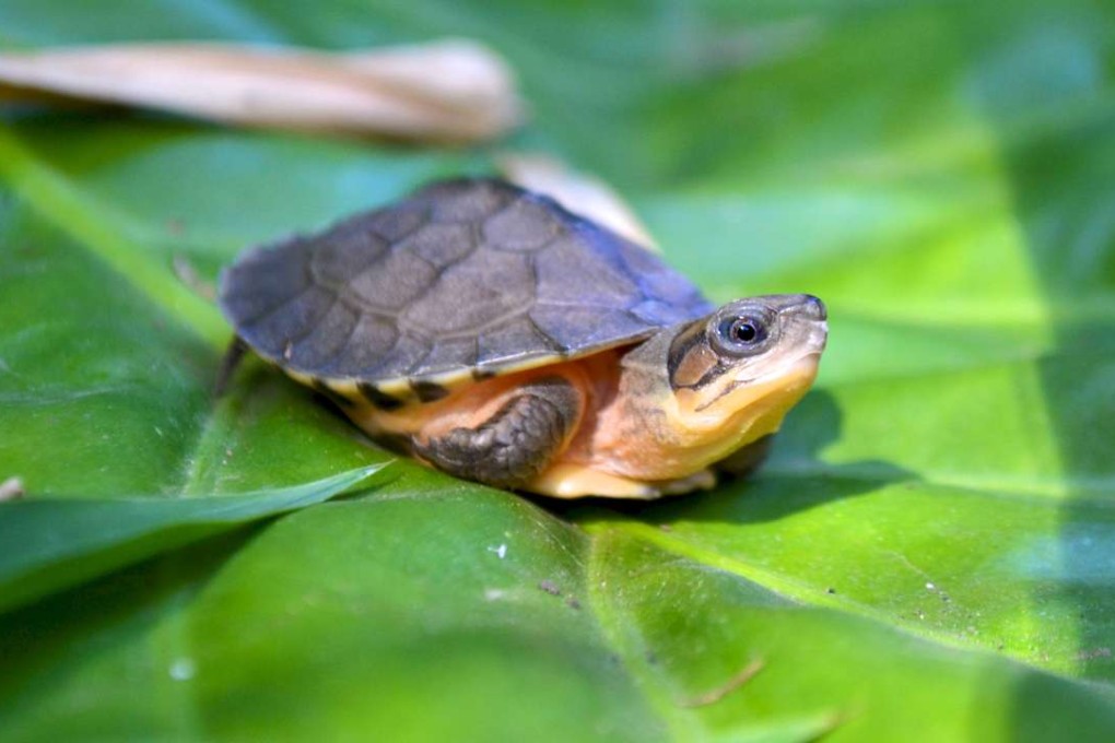 A hatchling Chinese box turtle. Photo: SCMP Picture