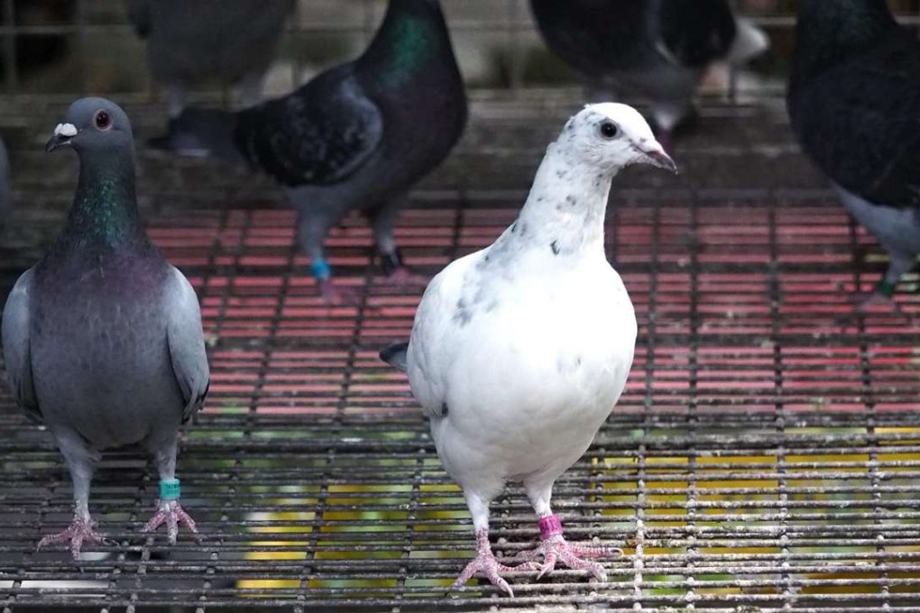 Pigeons stand in a cage in Taipei, Taiwan, as the first bird flu case of the H5N6 virus was found in Hualien, east Taiwan. Photo: EPA