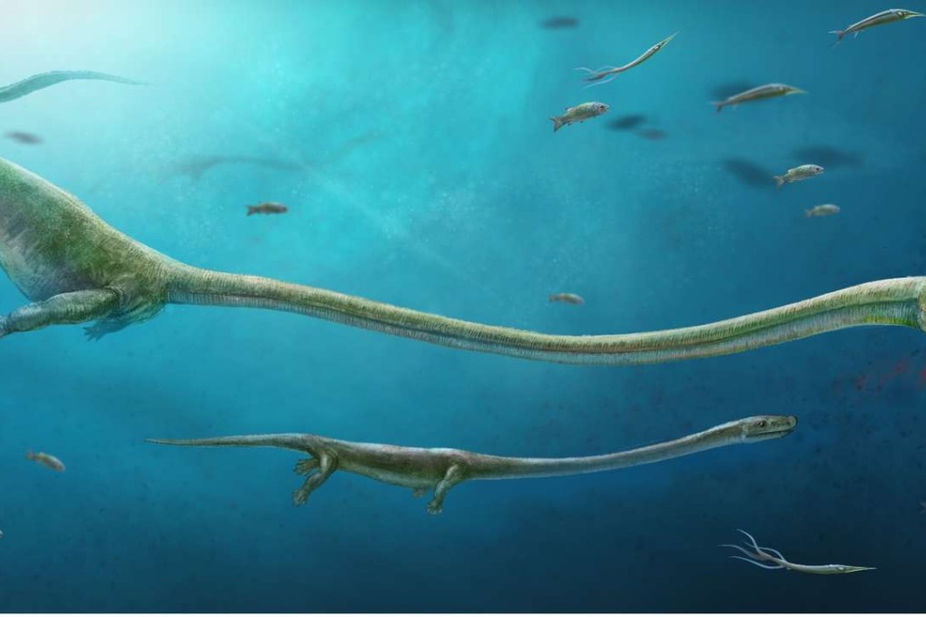 An artist’s impression of the Dinocephalosaurus , showing where the remains of the baby were found inside what scientists believe was its mother. Photo: Nature Communications