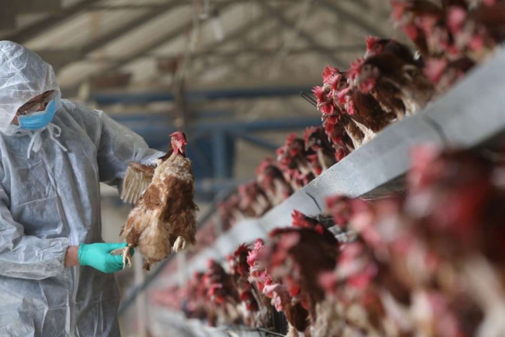 About 10 per cent of samples from Guangdong farms in January tested positive for H7. Photo: Reuters