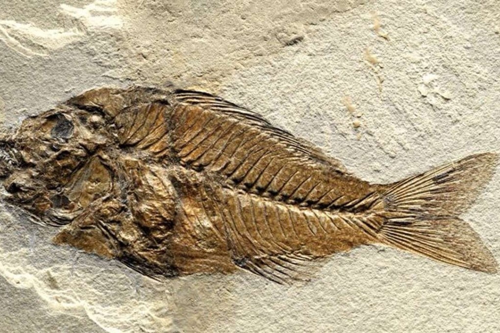 Sparnodus bolca fish fossil. Photo: Earth Science