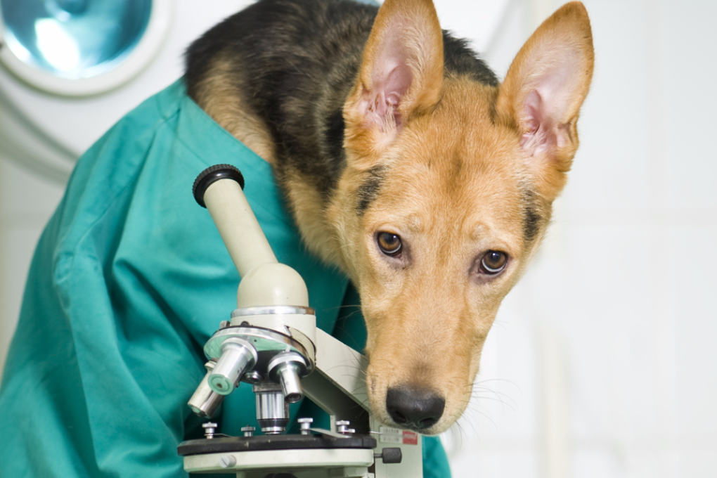 Dr. Bark Woofington continues his hard work in obscurity. Some day, Bark. Photo: Shutterstock