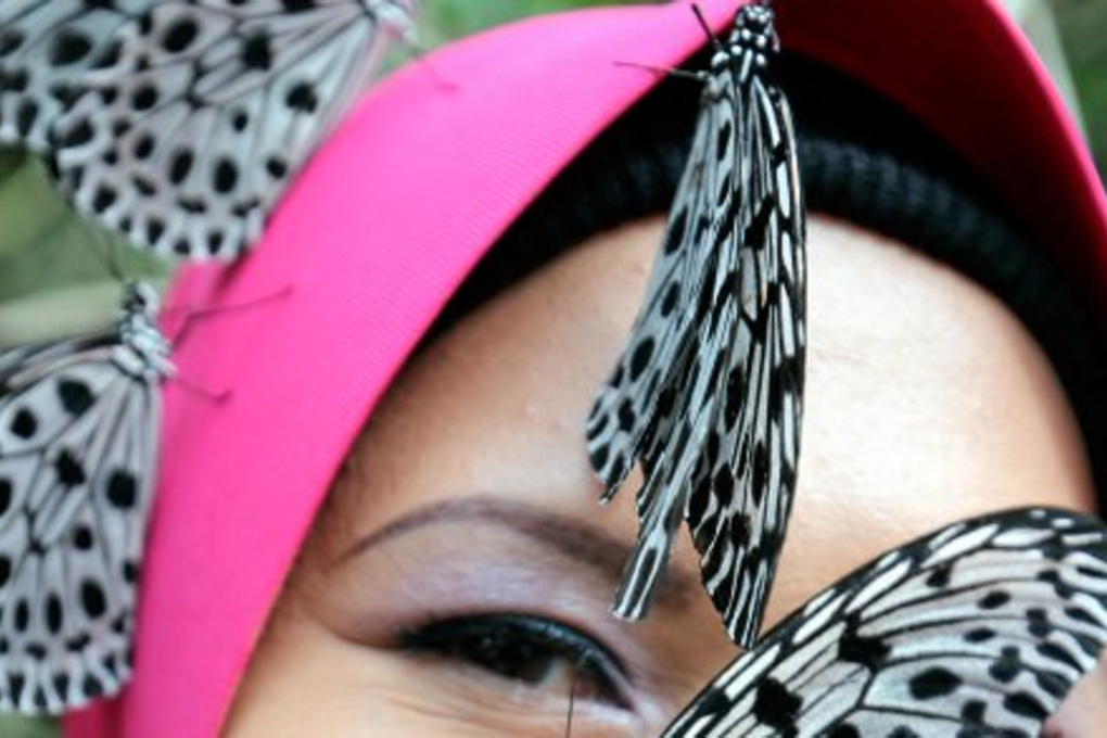 The Malacca Butterfly and Reptile Sanctuary announced its success in breeding in-house the tree nymph, the world’s largest butterfly. Photo: Hassan Omar