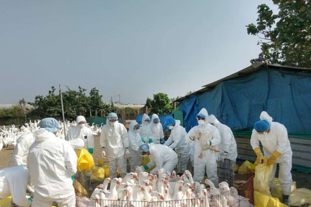 Taiwan's animal quarantine authorities slaughter hundreds of chickens on a farm in Chiayi county on Saturday as part of efforts to contain bird flu. Photo: CNA