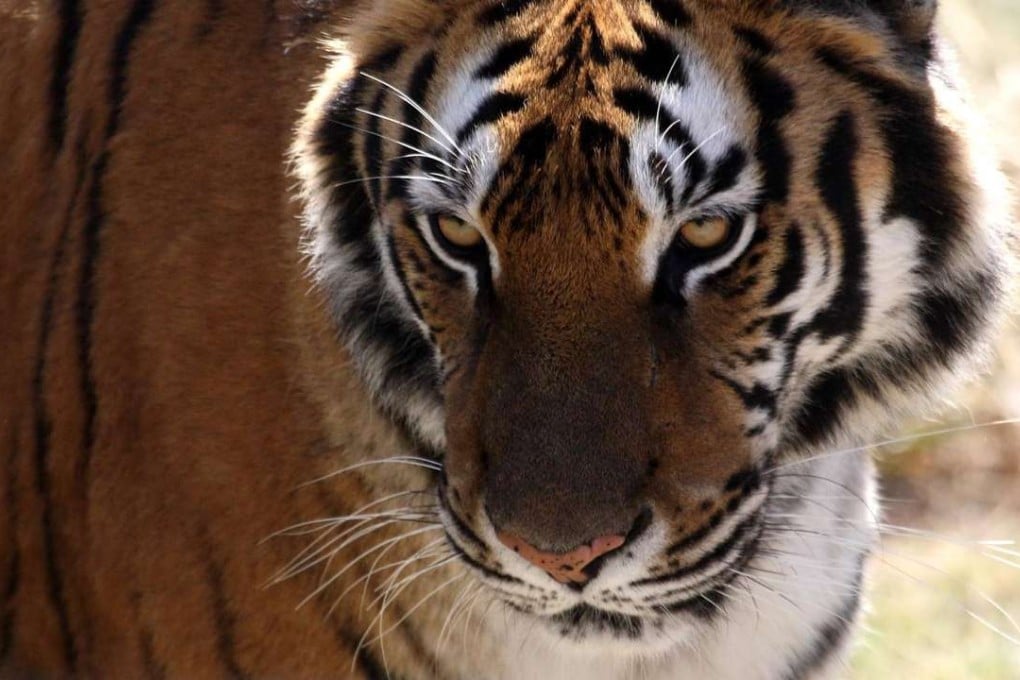 Tigers have killed seven people near the Pilibhit reserve. Photo: File photo