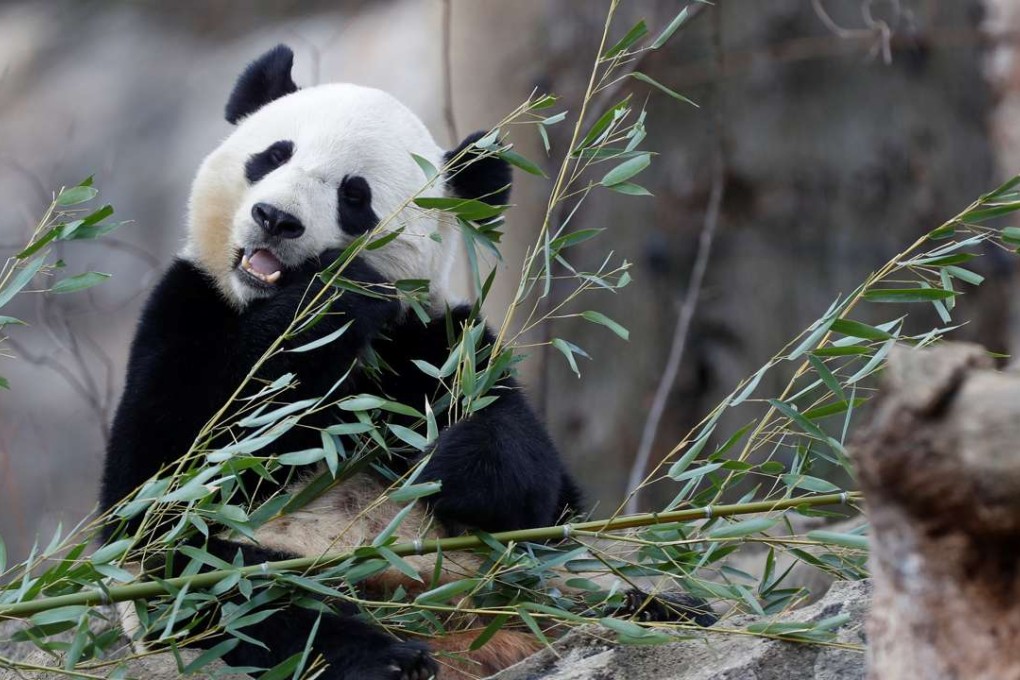 Bao Bao pictured eating bamboo at the National Zoo in Washington. Photo: Reuters