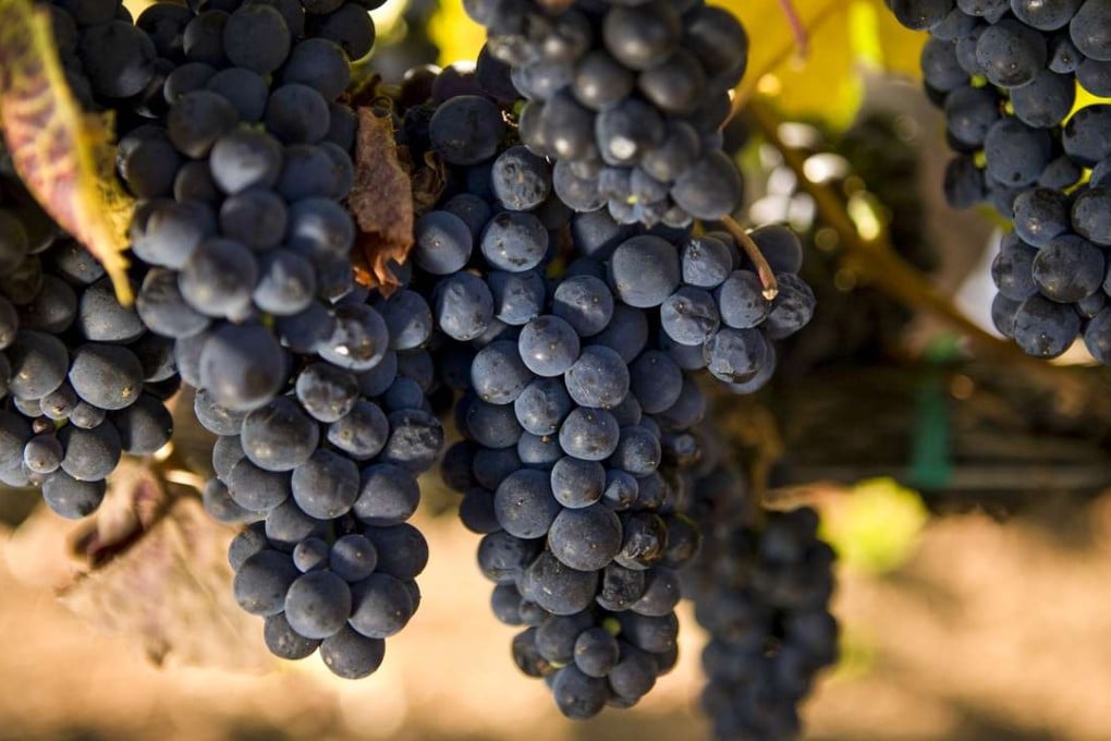 Pinot noir grapes from California.