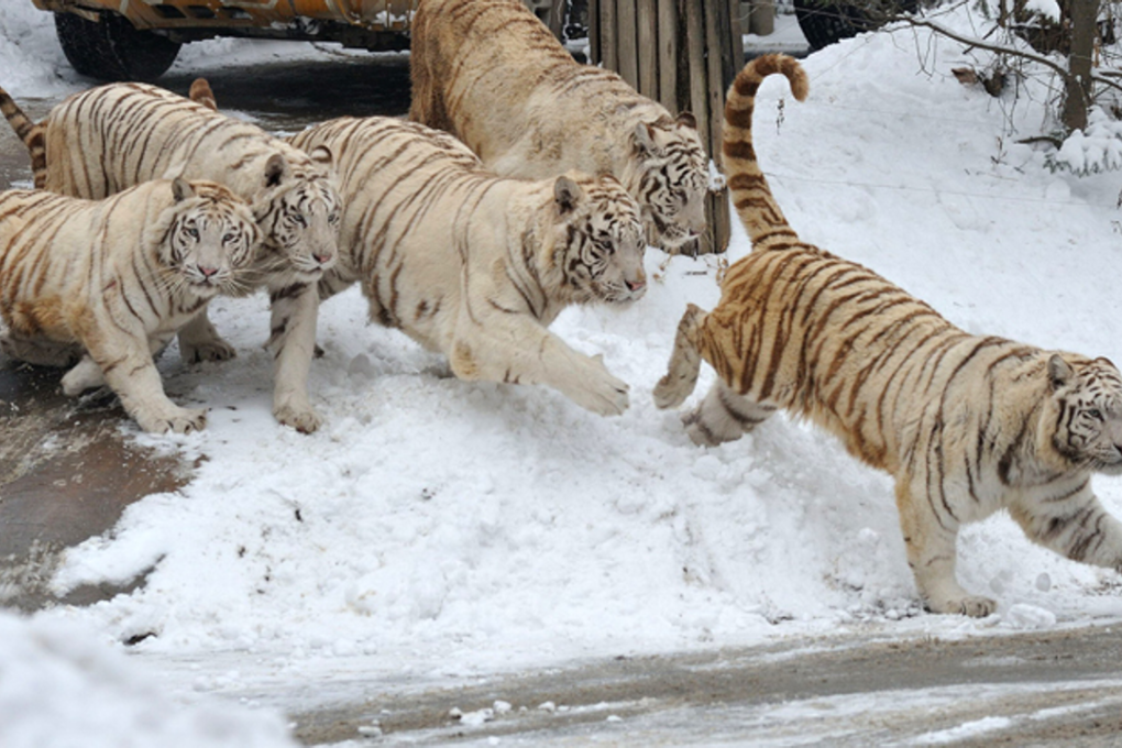 According to the World Wildlife Fund (WWF), the number of tigers has to 3,890 worldwide. Photo: Korea Times