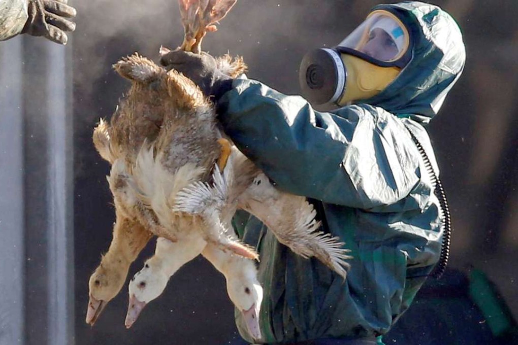 Workers gather ducks to be culled in Latrille, France, last month. Photo: Reuters