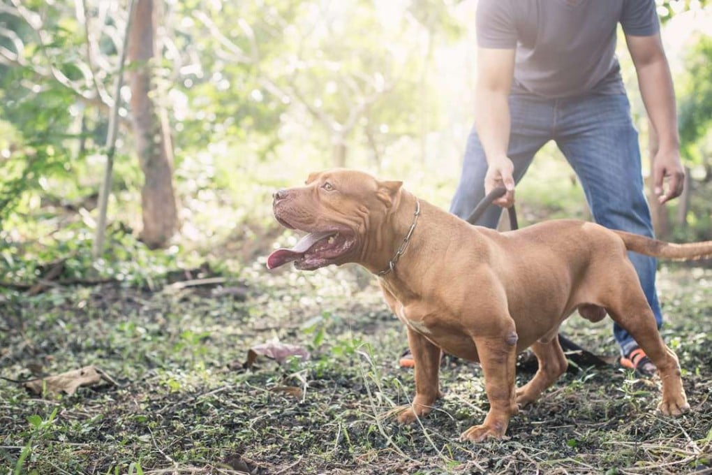 An American pit bull terrier.