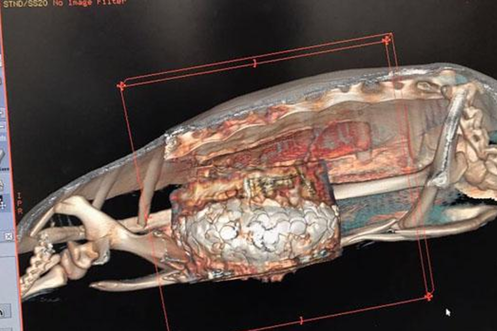 This image from a CT scan shows coins in the stomach of the turtle. Photo: Nantarika Chansue