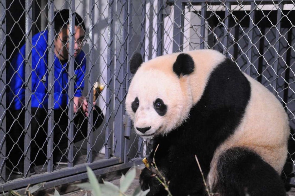 A breeder feeds US-born giant female panda Bao Bao as it arrived at Chengdu Research Base of Giant Panda Breeding, Sichuan province, China. Photo: Reuters