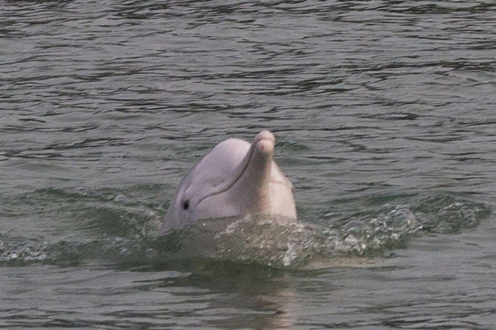 A pink dolphin is seen just off the southwest corner of Lantau Island. Photo: EPA/ALEX HOFFORD