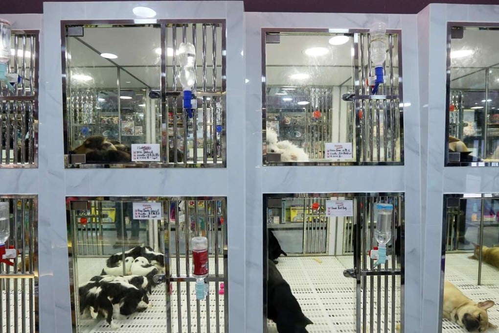 Legislation can ensure pet shops only sell rescued animals. Photo: Dickson Lee