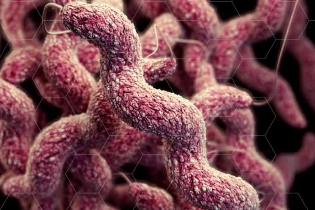 Drug-resistant campylobacter infects the digestive tract and causes about 310,000 infections per year. Photo: Centers for Disease Control and Prevention