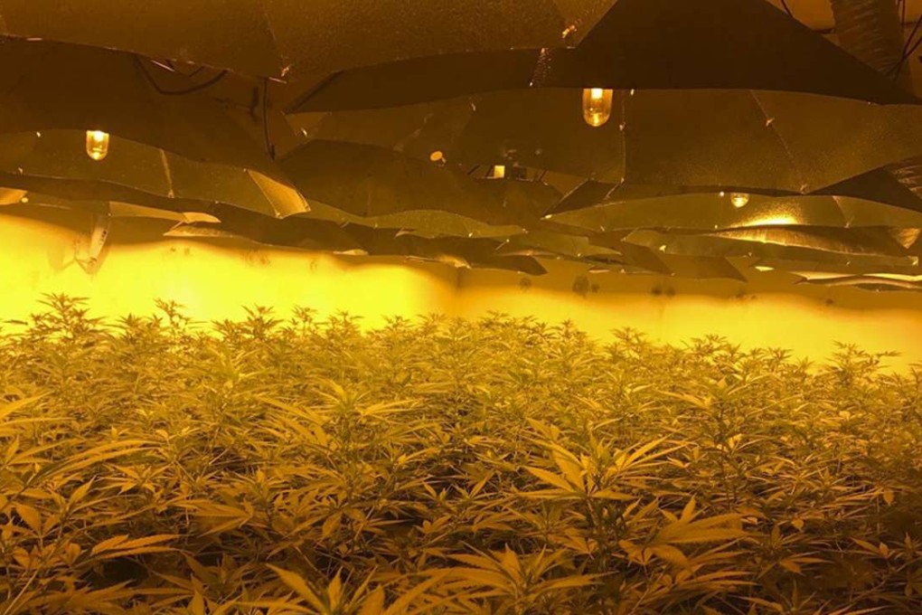 A cannabis plantation which was discovered in an underground nuclear bunker near Swindon, Wiltshire, Britain. Photo: EPA