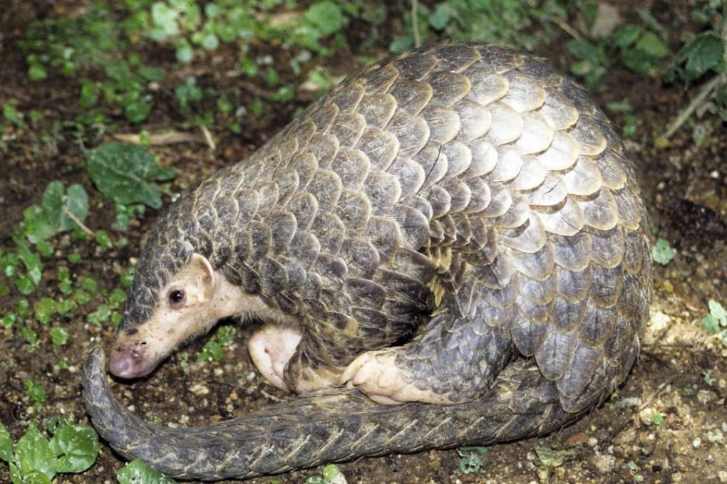 A Chinese pangolin. The endangered ant-eating mammal is valued for its meat and scales, which are used in traditional medicine. Photo: Handout