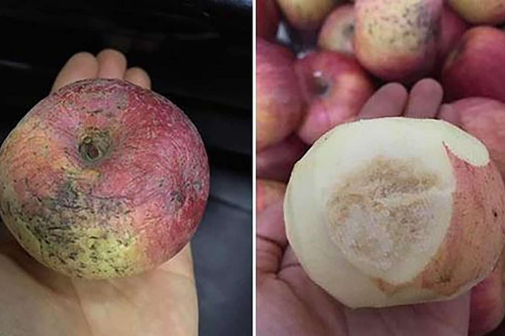 Mouldy apples that were allegedly handed out to pupils at the kindergarten. Photo: Handout