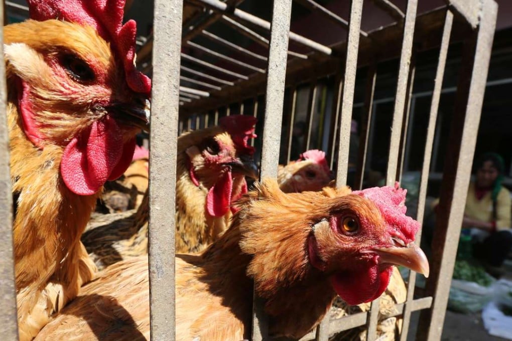 Chickens are sold in a livestock market ahead of a government-ordered halt in trading on March 1 in Kunming, Yunnan province. Photo: Reuters