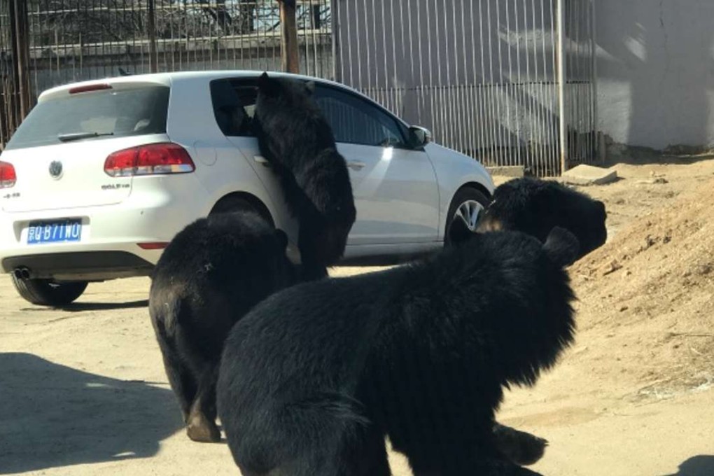 A bear tried to reach into the car at Badaling Wildlife World. Photo: Handout