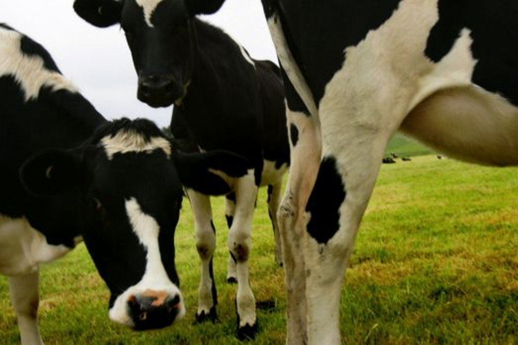 Dairy Connect says the use of the word ‘milk’ on non-dairy products could confuse consumers. Photo: Nicolas Walker