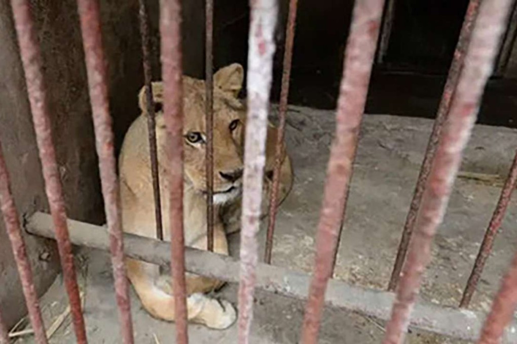 A lion pictured at the zoo in Chongqing. Photo: Handout