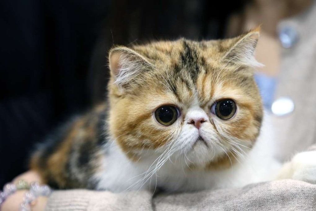 A competitor in the cat show at the 2017 Pet Show in Hong Kong on Saturday. Photo: Xinhua