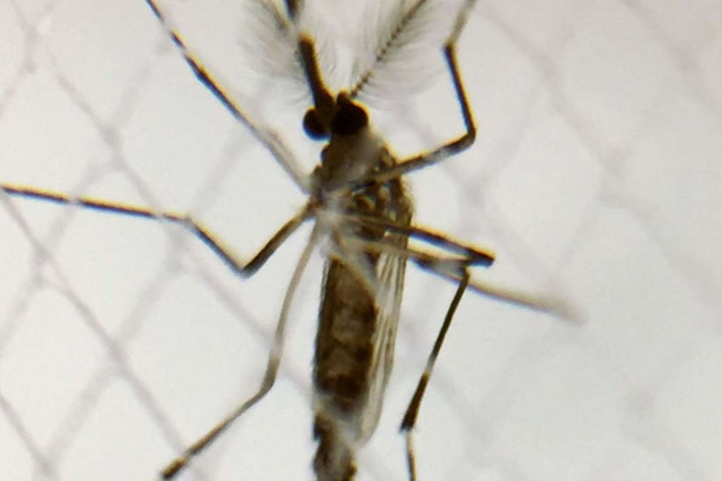 A mosquito which could spread the zika virus. A study found up to 35 different species can spread zika, although the disease is still little understood by scientists. Photo: TNS