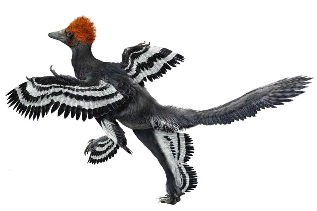 An artist’s rendering of what Anchiornis might have looked like. Scientists are trying to determine whether the creature could indeed fly, as its bone structure and muscular profile suggest. Illustration: Zhao Chuang/Peking Natural Science Organization