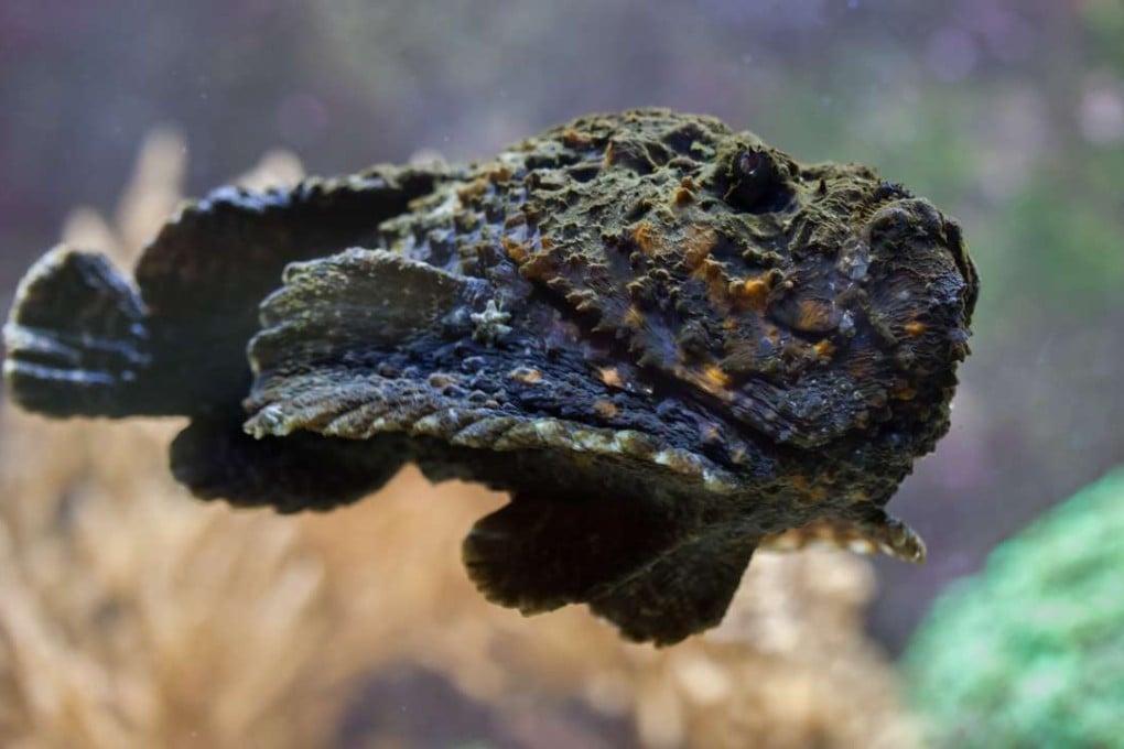 A reef stonefish.