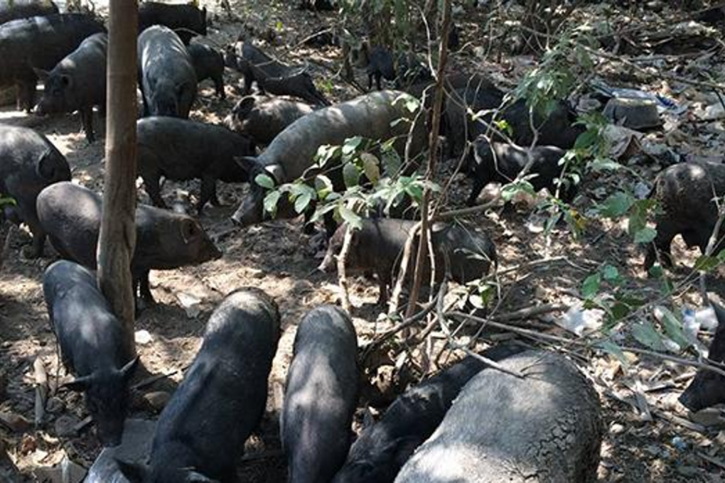 These feral "wild" pigs are part of a huge herd raiding fruit and vegetable fields in tambon Khlong Sa Bua of Phra Nakhon Si Ayutthaya district, and the villagers want something done about them. Photo: Sunthon Pongpao/Bangkok Post