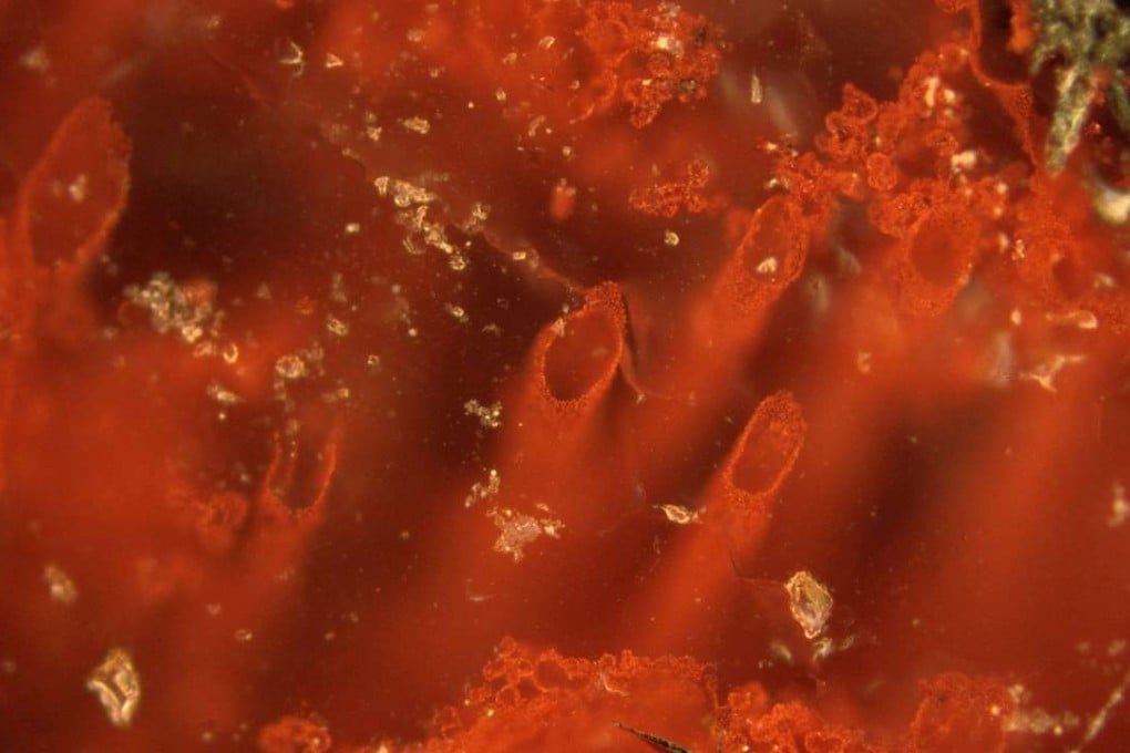 This microscope image made available by Matthew Dodd shows tiny tubes in rock found in Quebec, Canada. The structures appear to be the oldest known fossils, giving new support to some ideas about how life began, a new study says. Photo: AP