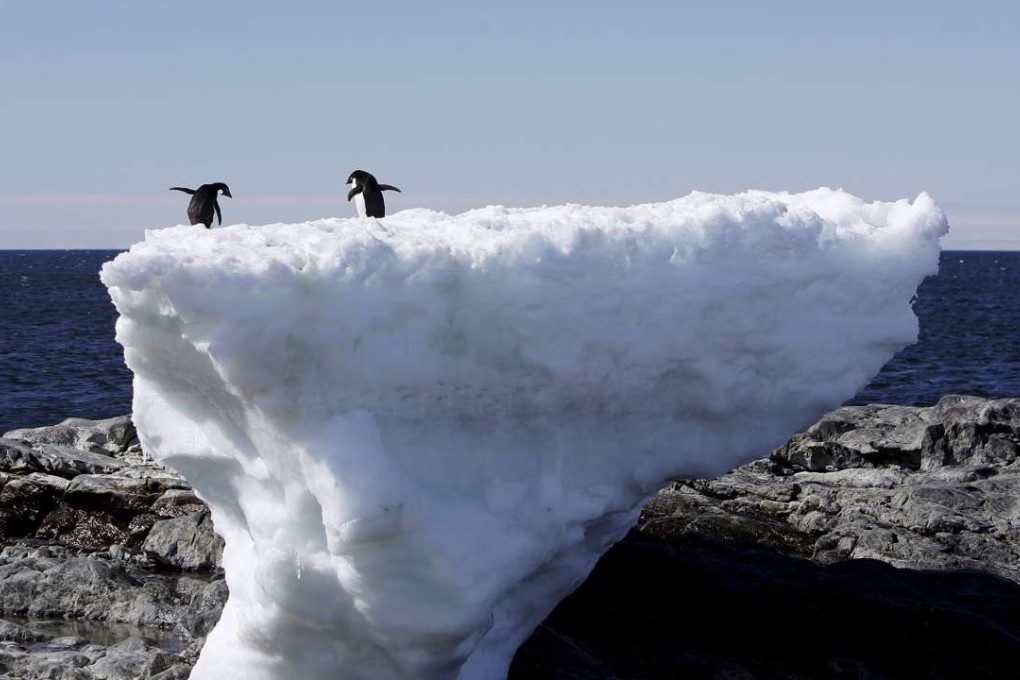 Two Adelie penguins stand atop a block of melting ice on a rocky shoreline at Cape Denison, Commonwealth Bay, in East Antarctica. Photo: Reuters