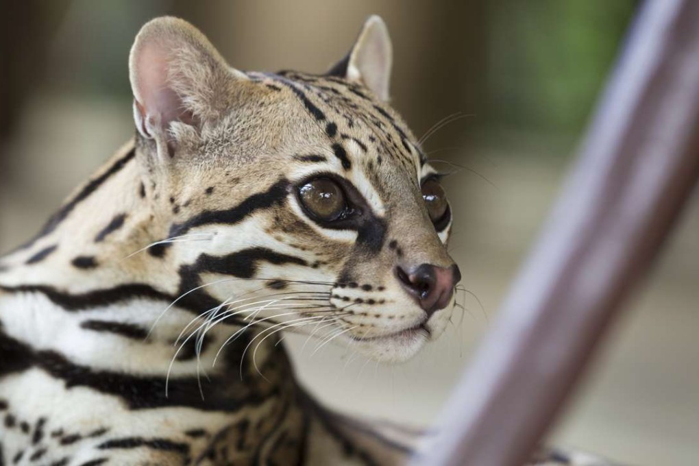 An Osa Peninsula ocelot. Pictures: Daniel Allen