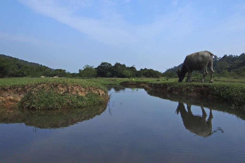 A buffalo reflected in the waters at Shap Long opposite the Chi Ma Wan peninsula, Lantau Island. Photos: Martin Williams