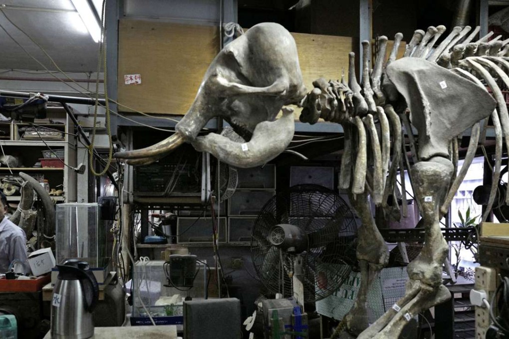A worker walks past a baby mammoth skeleton at Lise Carving & Jewellrey, an ivory workshop in Hong Kong. Photo: AP